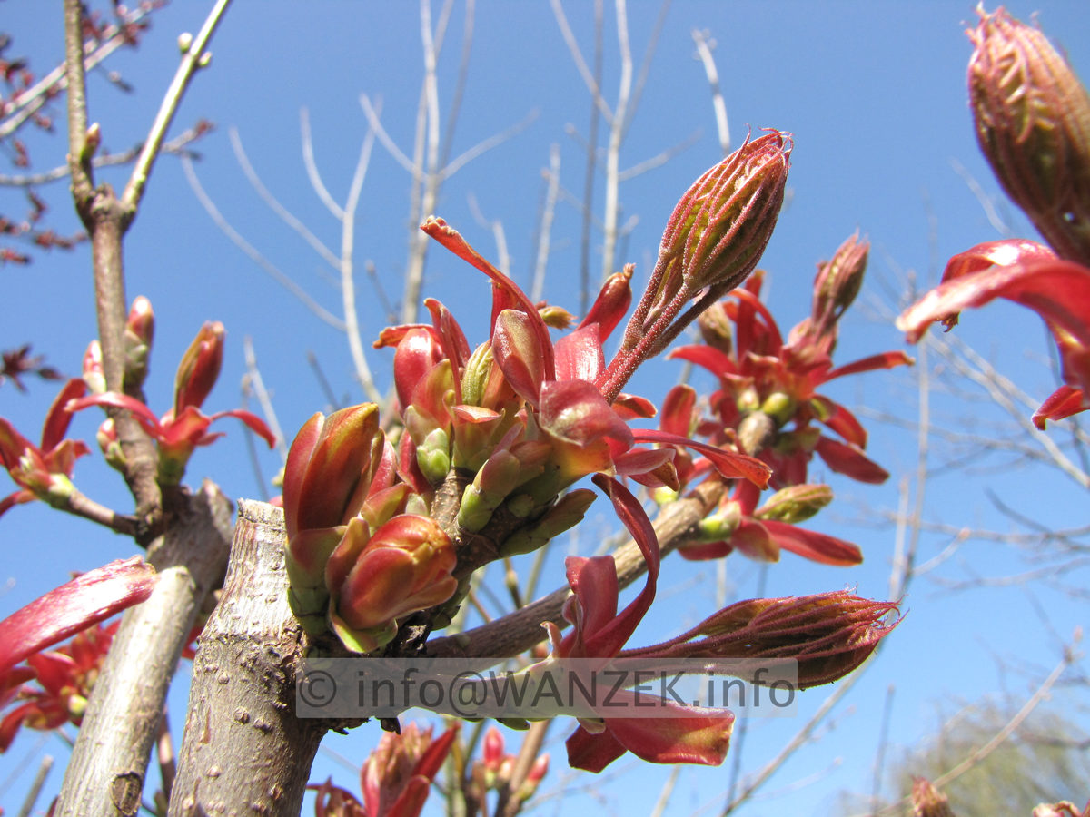 Acer platanoides Globosum - Austrieb.JPG